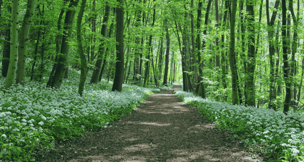 Image of a running trail in the woods in Meadeville, PA.