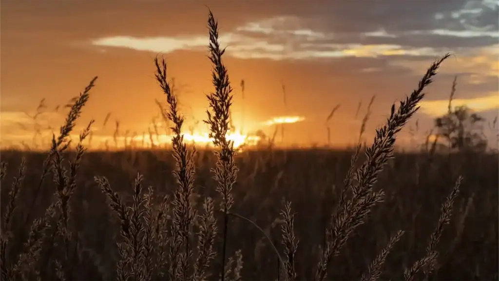 field of plants blowing in the wind
