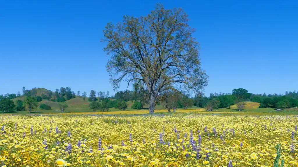 Truxtun location in Bakersfield landscape view