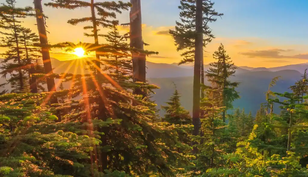 sunlight shining through trees