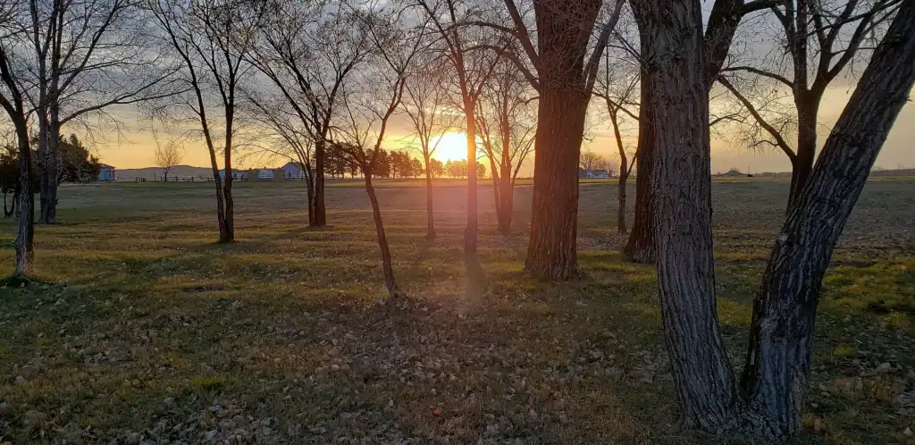 sunlight shining through trees