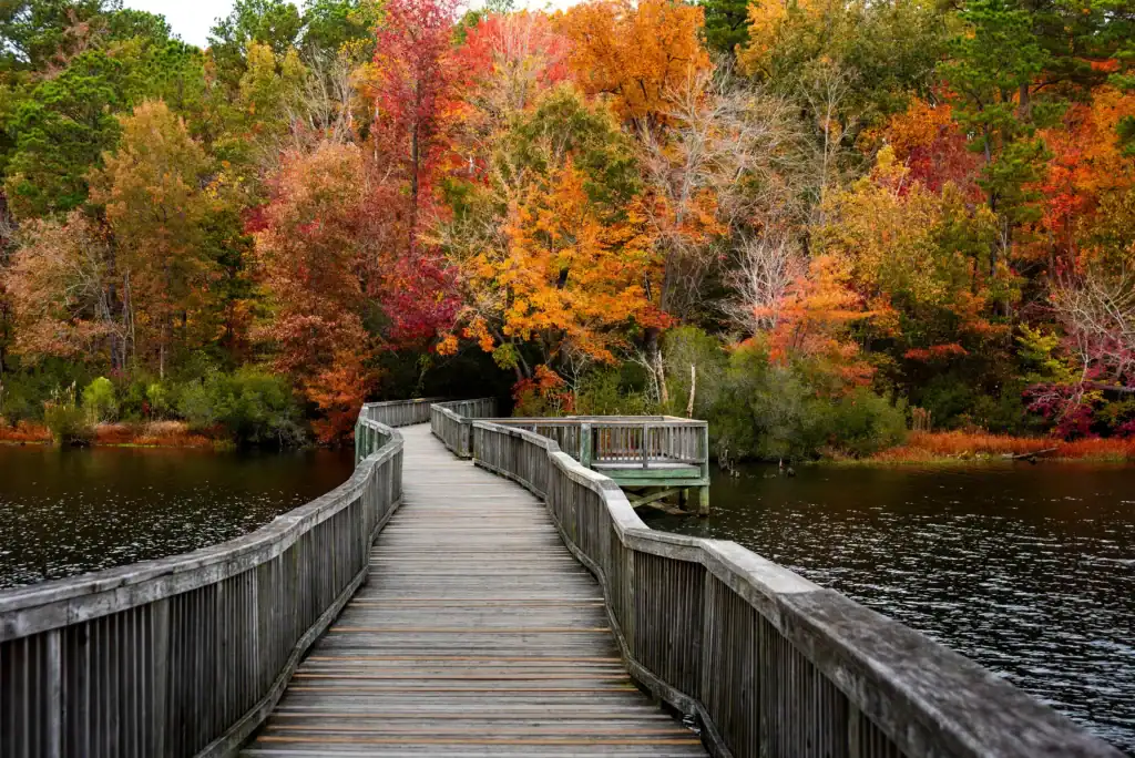 wood bridge over water