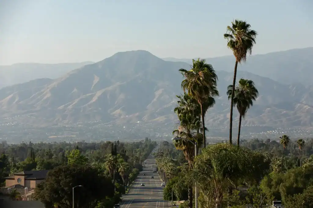 palm trees against mountains