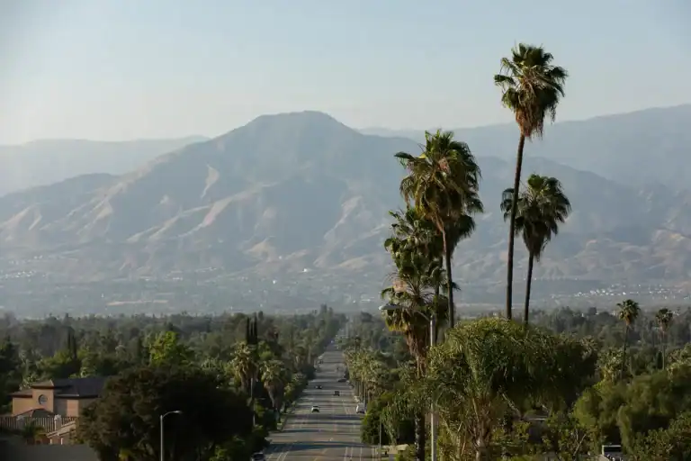 palm trees against mountains